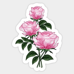 Pink Roses - Hand-painted watercolor flowers Sticker